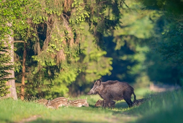 Die waidgerechte Bejagung der Wildsau …